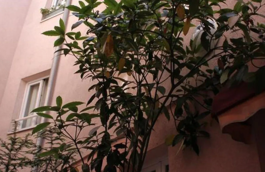 Hotel Aladin-1